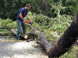 Best Emergency Tree Removal  in Melbourne Beach, FL