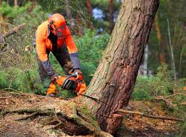 Best Tree Trimming and Pruning  in Melbourne Beach, FL