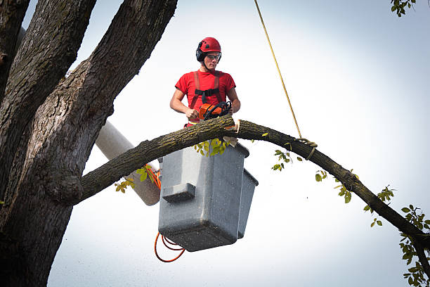 Best Pest Control for Lawns  in Melbourne Beach, FL